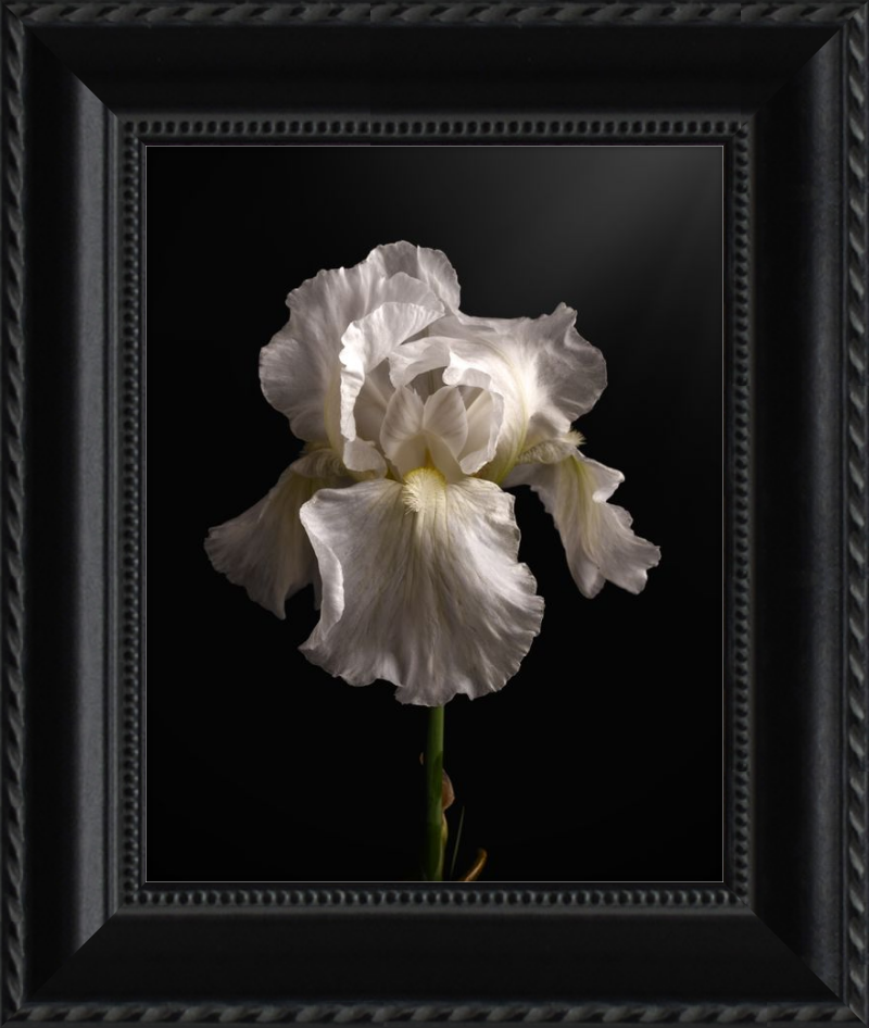 Elegant White Iris 'Immortality'