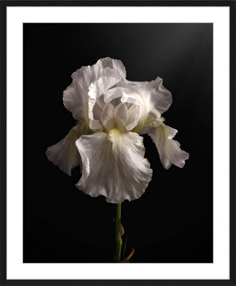 Elegant White Iris 'Immortality'