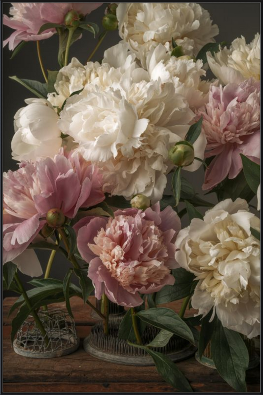 Romantic Peony Fine Art Print