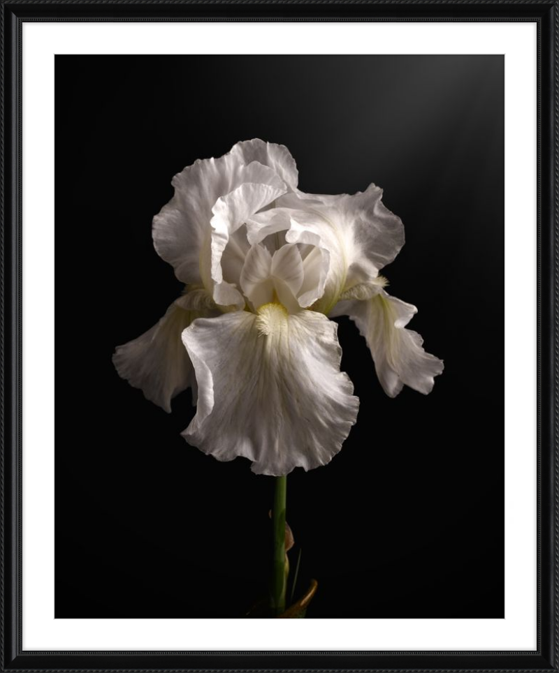 Elegant White Iris 'Immortality'