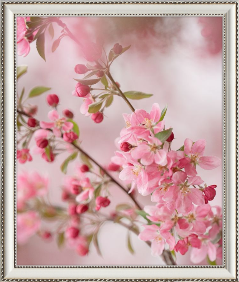 Pink Cherry Blossoms in Spring
