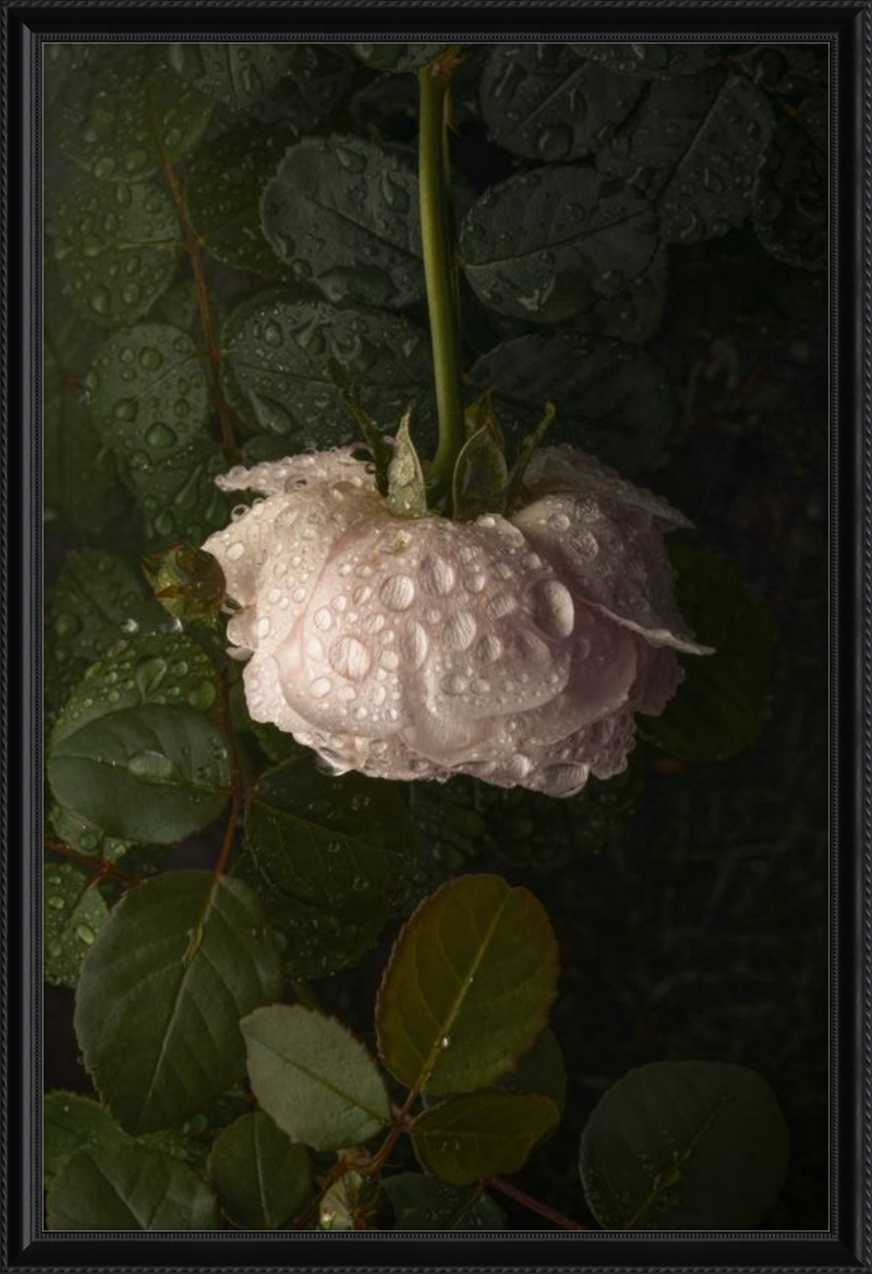 Rose After the Rain