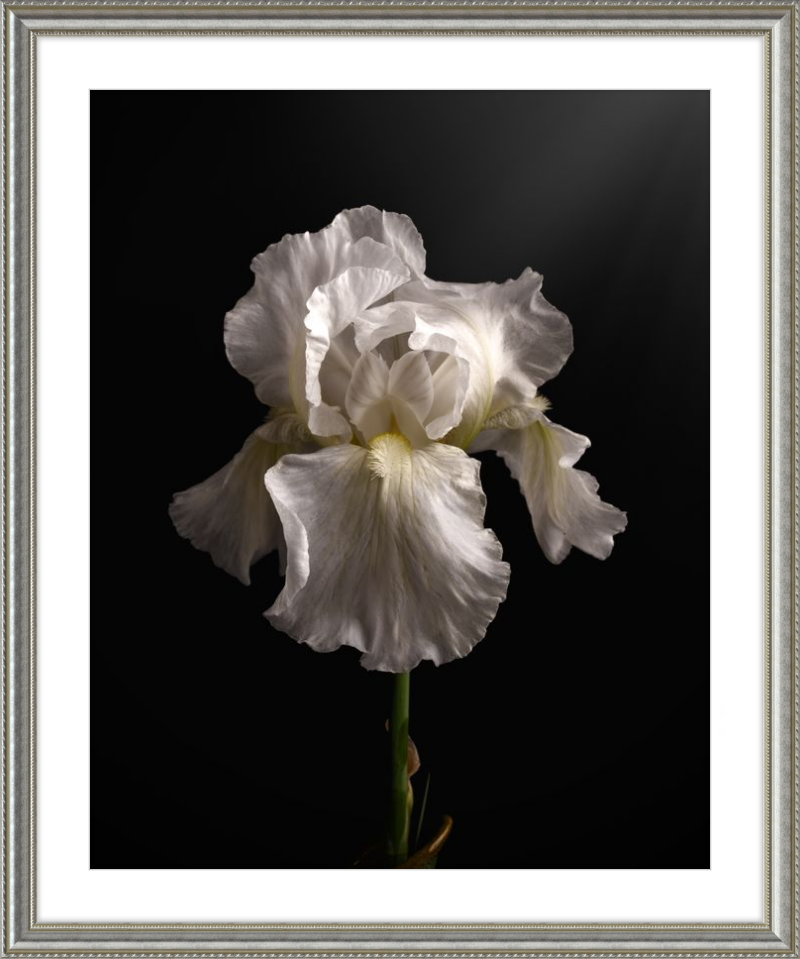 Elegant White Iris 'Immortality'
