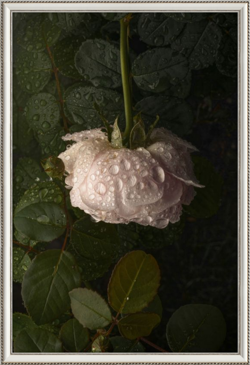 Rose After the Rain