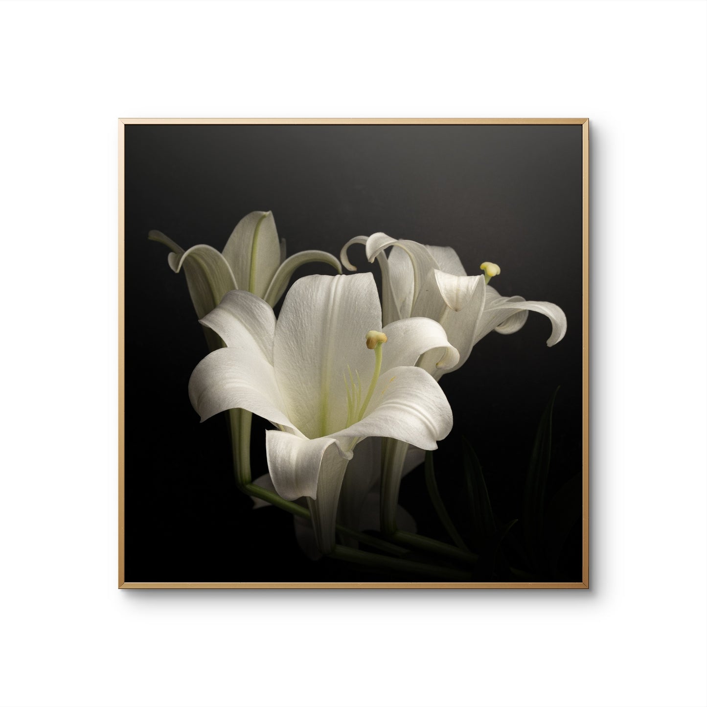 Elegant White Lilies Displayed Against a Dark Background