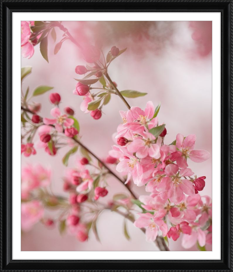 Pink Cherry Blossoms in Spring
