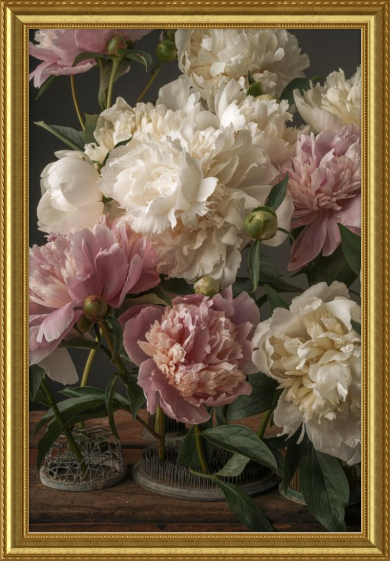 Romantic Peony Fine Art Print