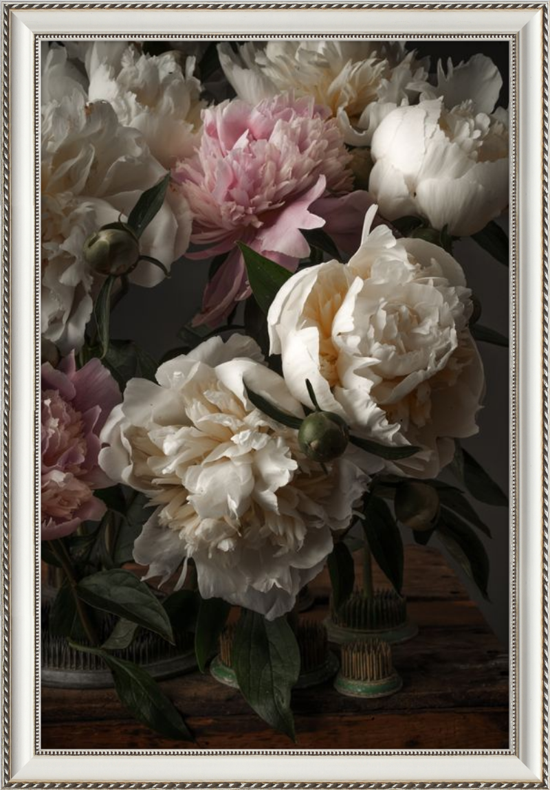 Ivory Blush Peonies