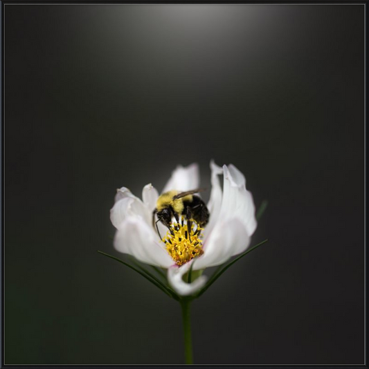 Bumble Bee on a White Cosmos