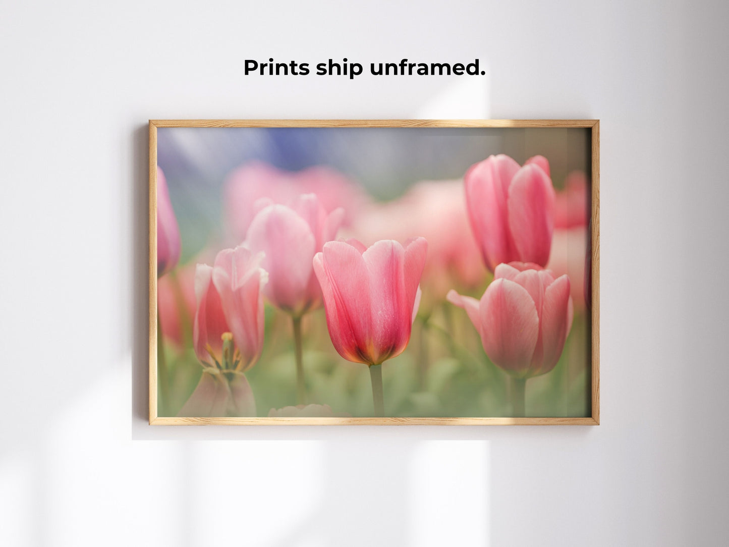 Blooming Pink Tulips in a Soft Dreamy Garden Setting