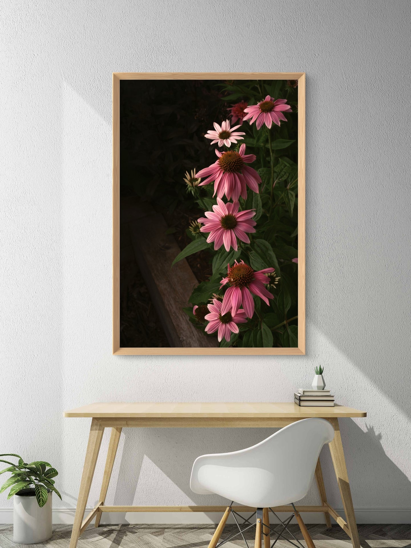 Pink Coneflowers Blooming in a Summer Garden in the Evening Light