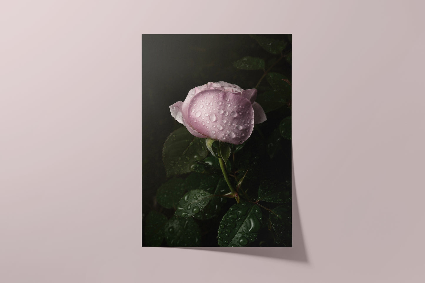 Pink Rose After the Rain - Unframed Print