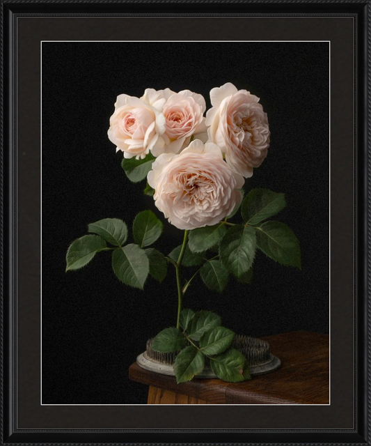 Blush English Roses