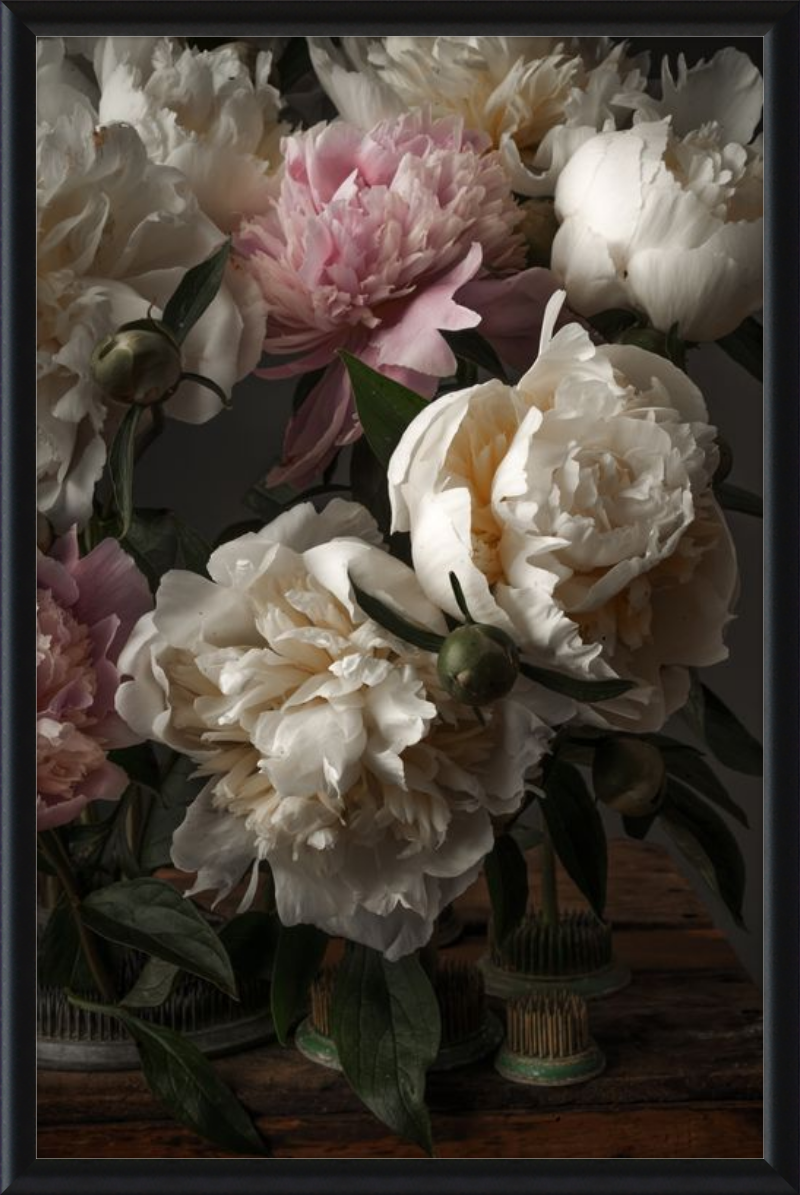 Ivory Blush Peonies