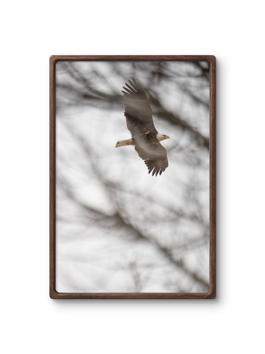 Eagle Flying Through Winter Trees