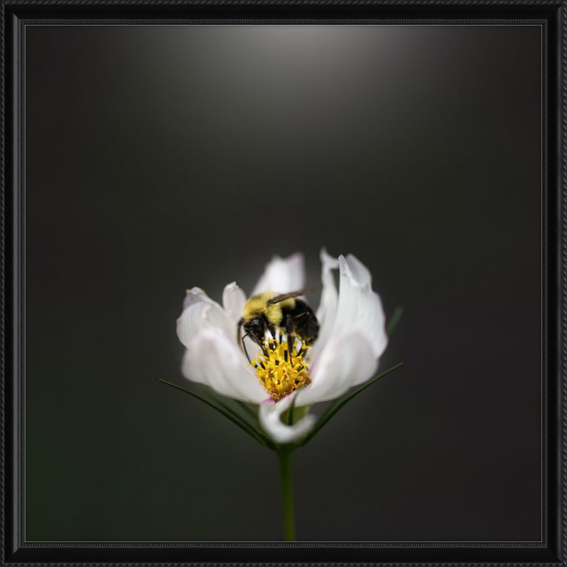 Bumble Bee on a White Cosmos