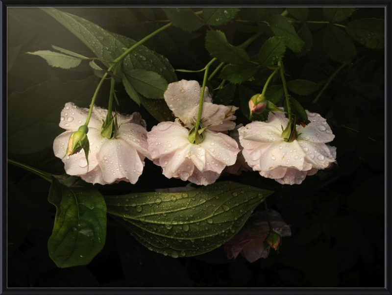 Pink Flowers Covered in Morning Dew in a Lush Green Garden
