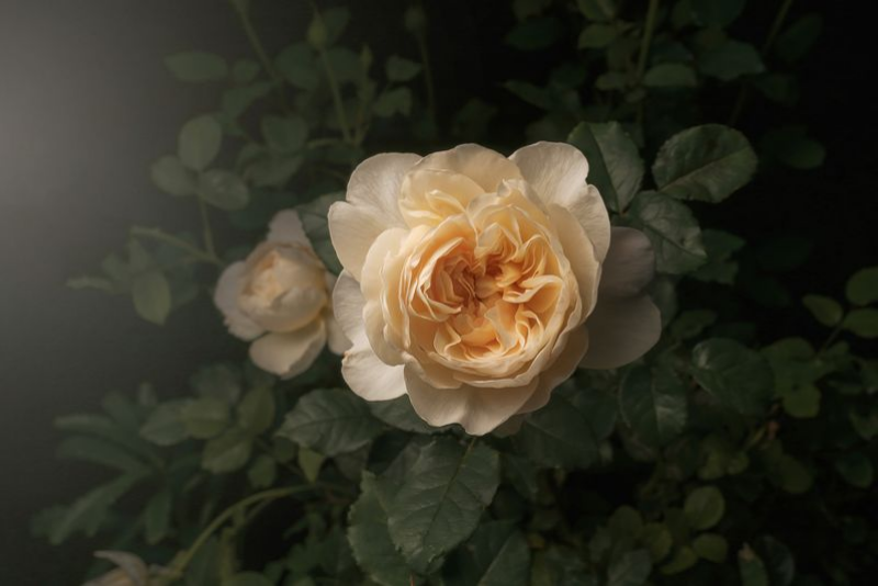 Delicate Cream Rose Blooming in a Serene Dark Green Garden Setting