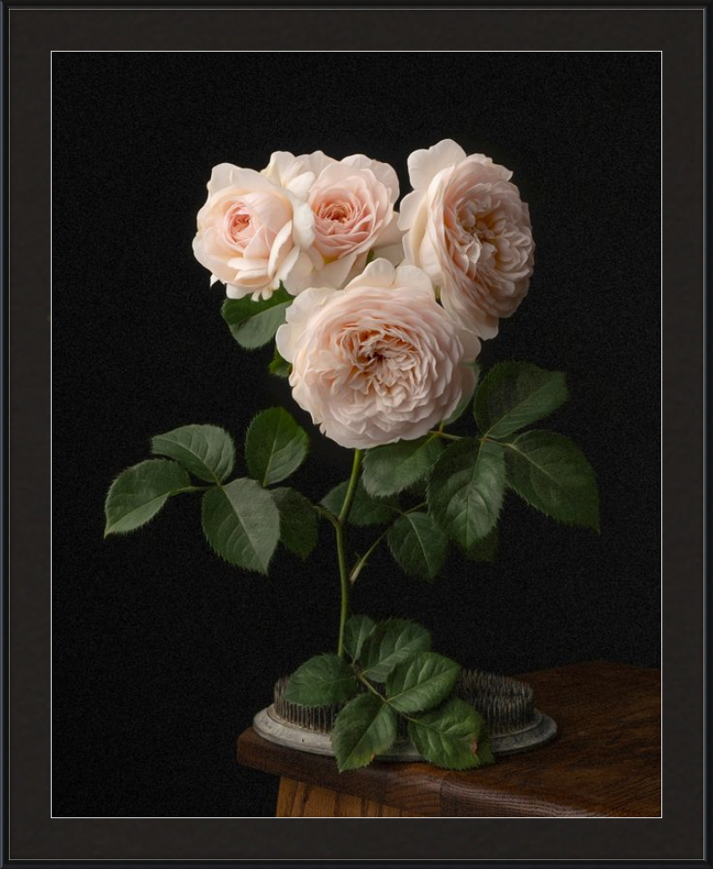 Blush English Roses
