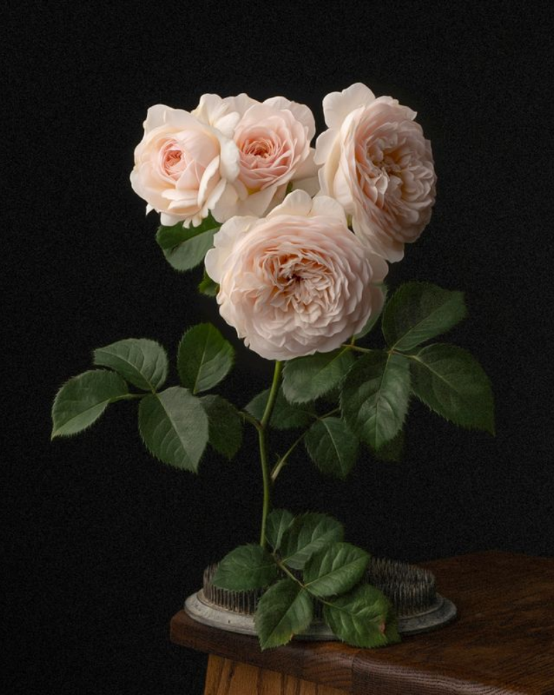 Blush English Roses