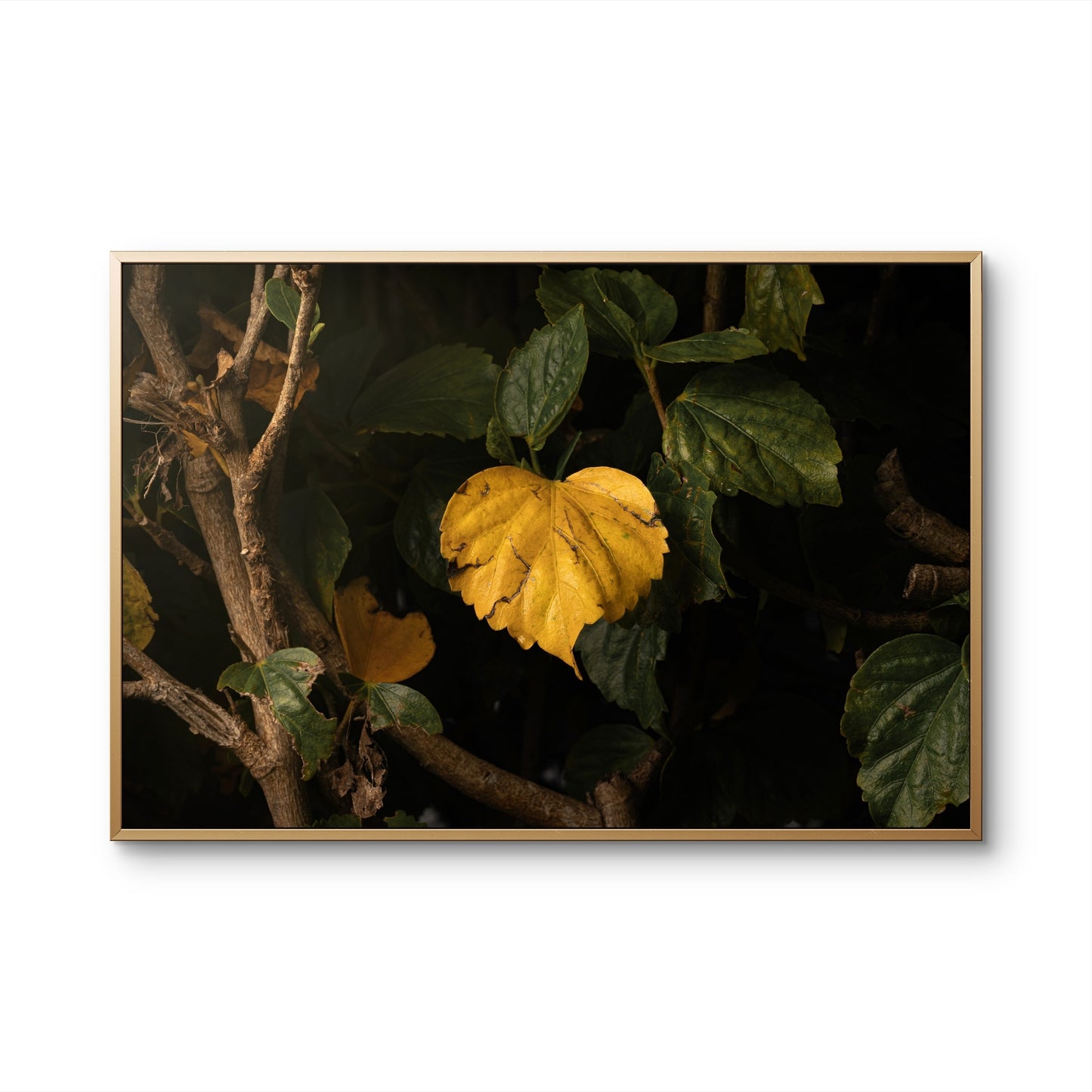 Heart Leaf Unframed Print