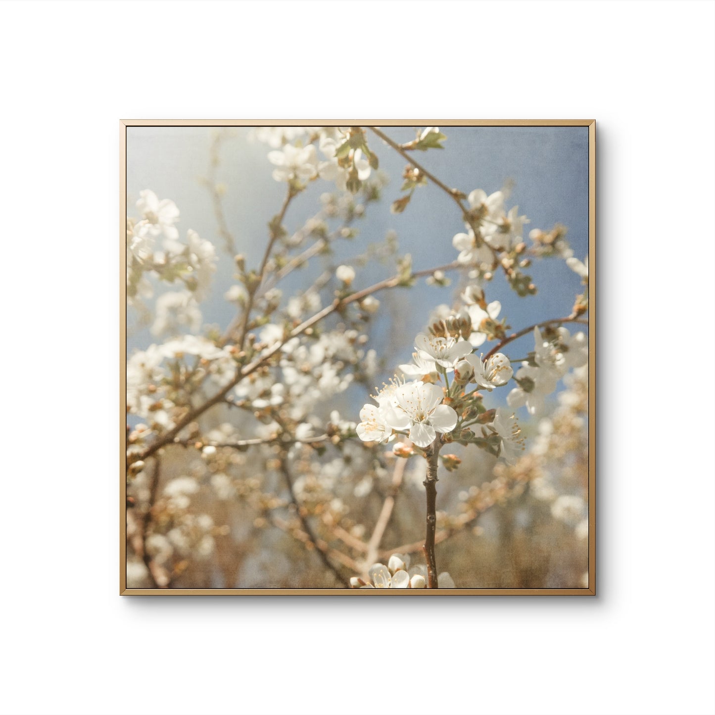 Spring White Cherry Blossoms
