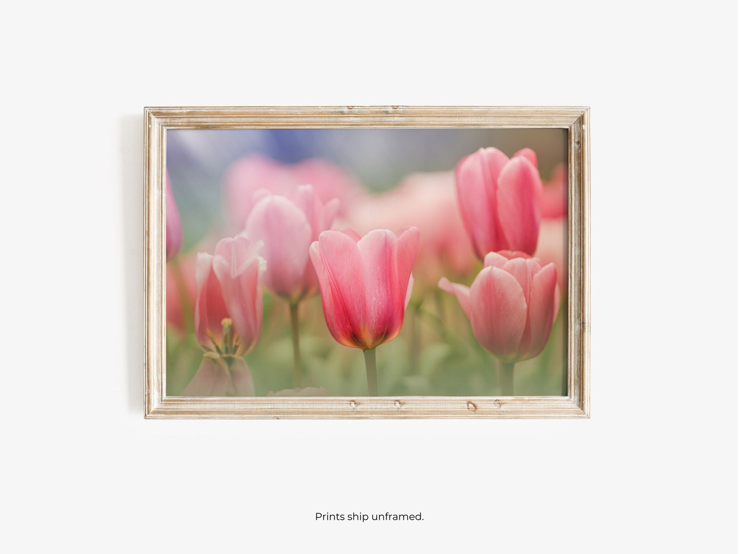 Blooming Pink Tulips in a Soft Dreamy Garden Setting