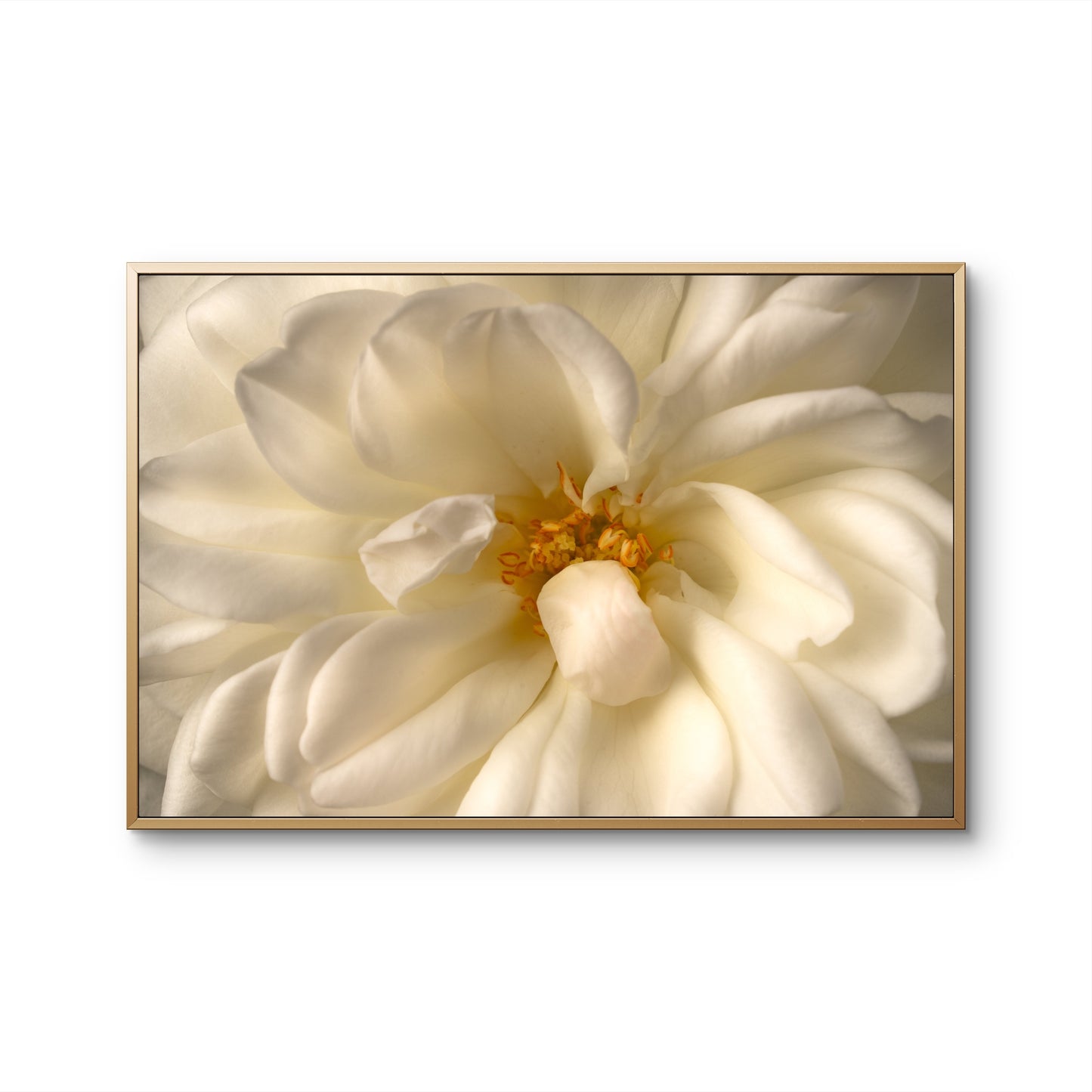 Close View White Rose