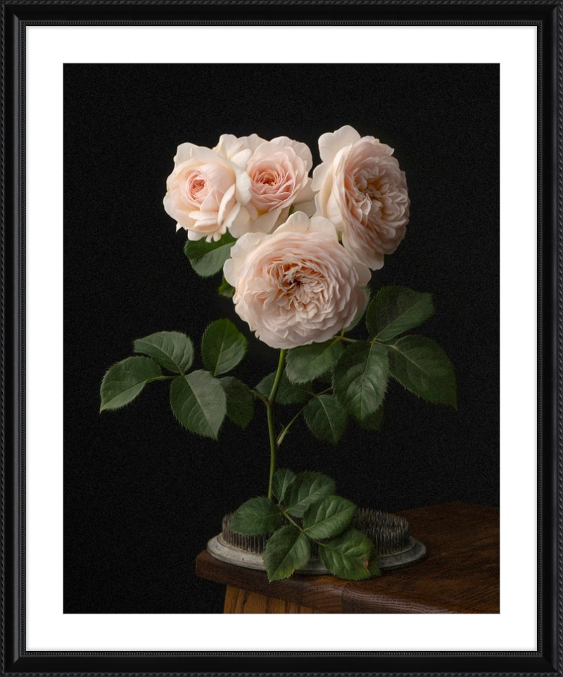 Blush English Roses