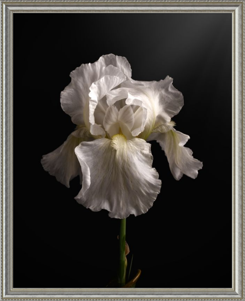 Elegant White Iris 'Immortality'