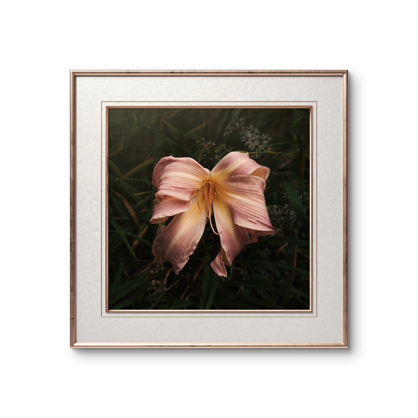 Bow Daylily