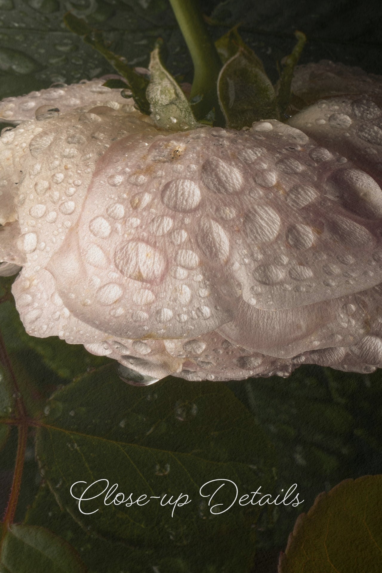 Elegant Close-Up of a Dew-Covered White Rose With Dark Green Leaves