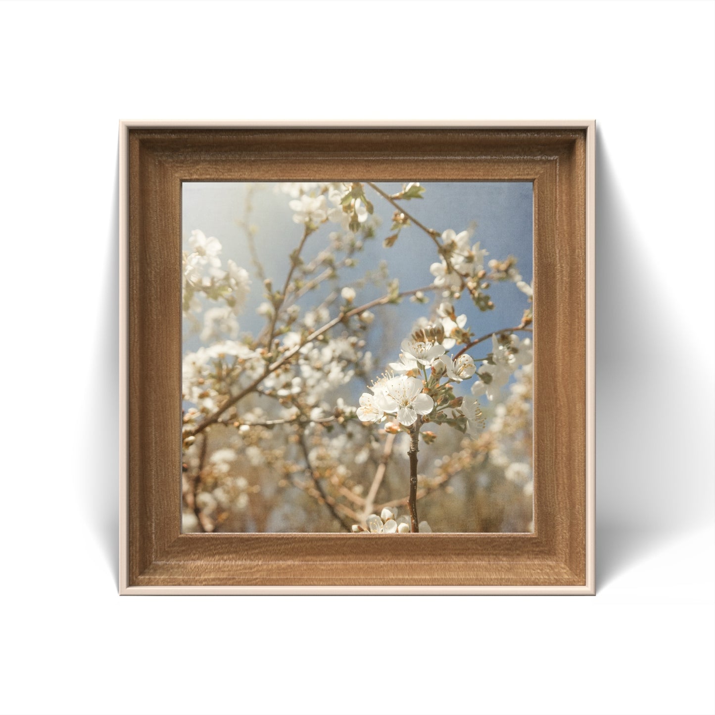 Spring White Cherry Blossoms