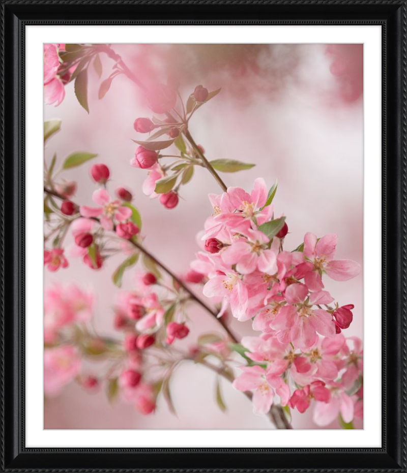 Pink Cherry Blossoms in Spring
