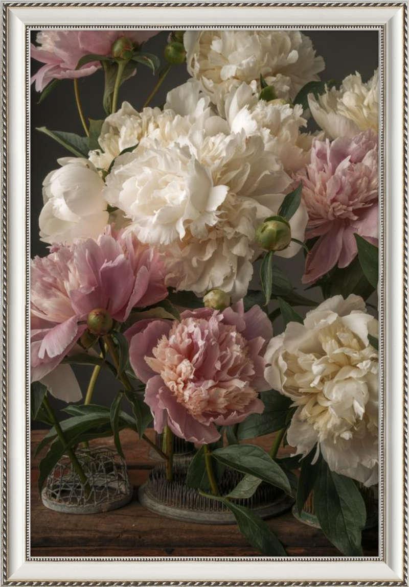 Romantic Peony Fine Art Print