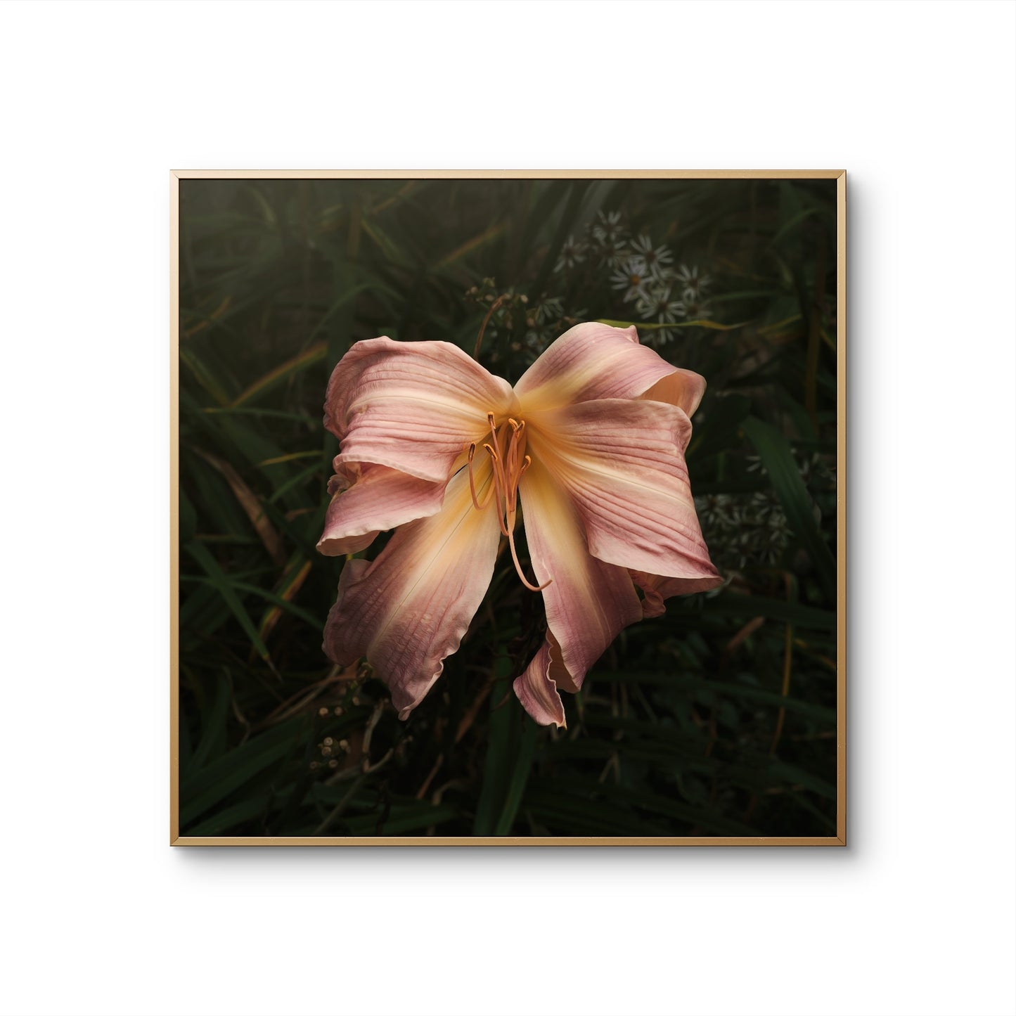 Bow Daylily