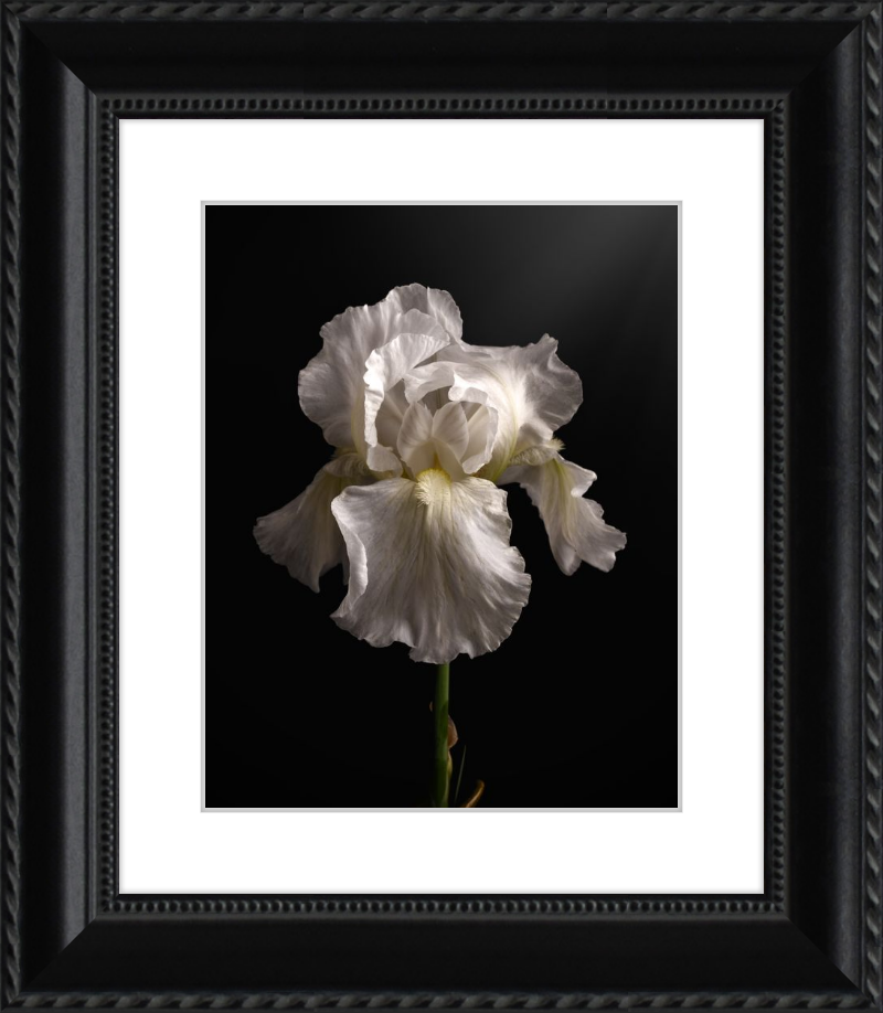 Elegant White Iris 'Immortality'