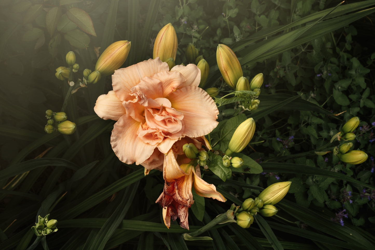 Double Daylily and Buds