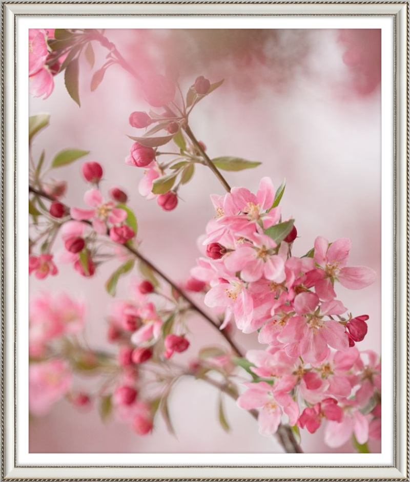 Pink Cherry Blossoms in Spring