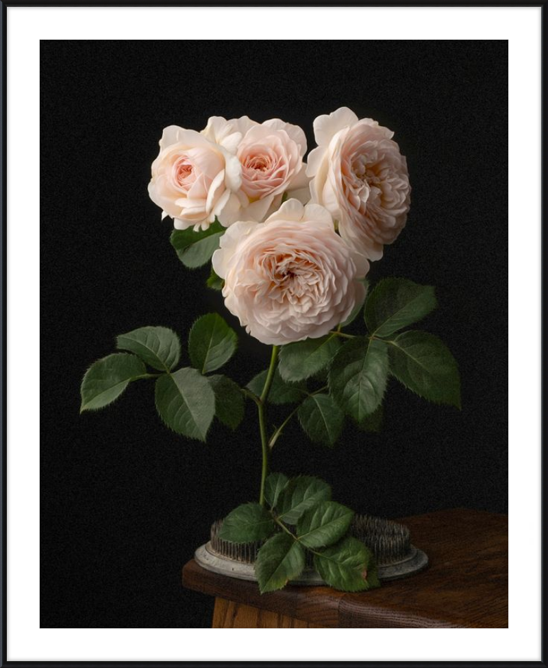 Blush English Roses