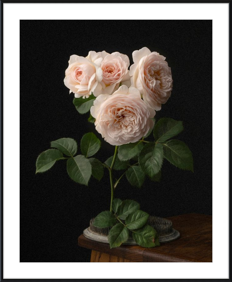 Blush English Roses