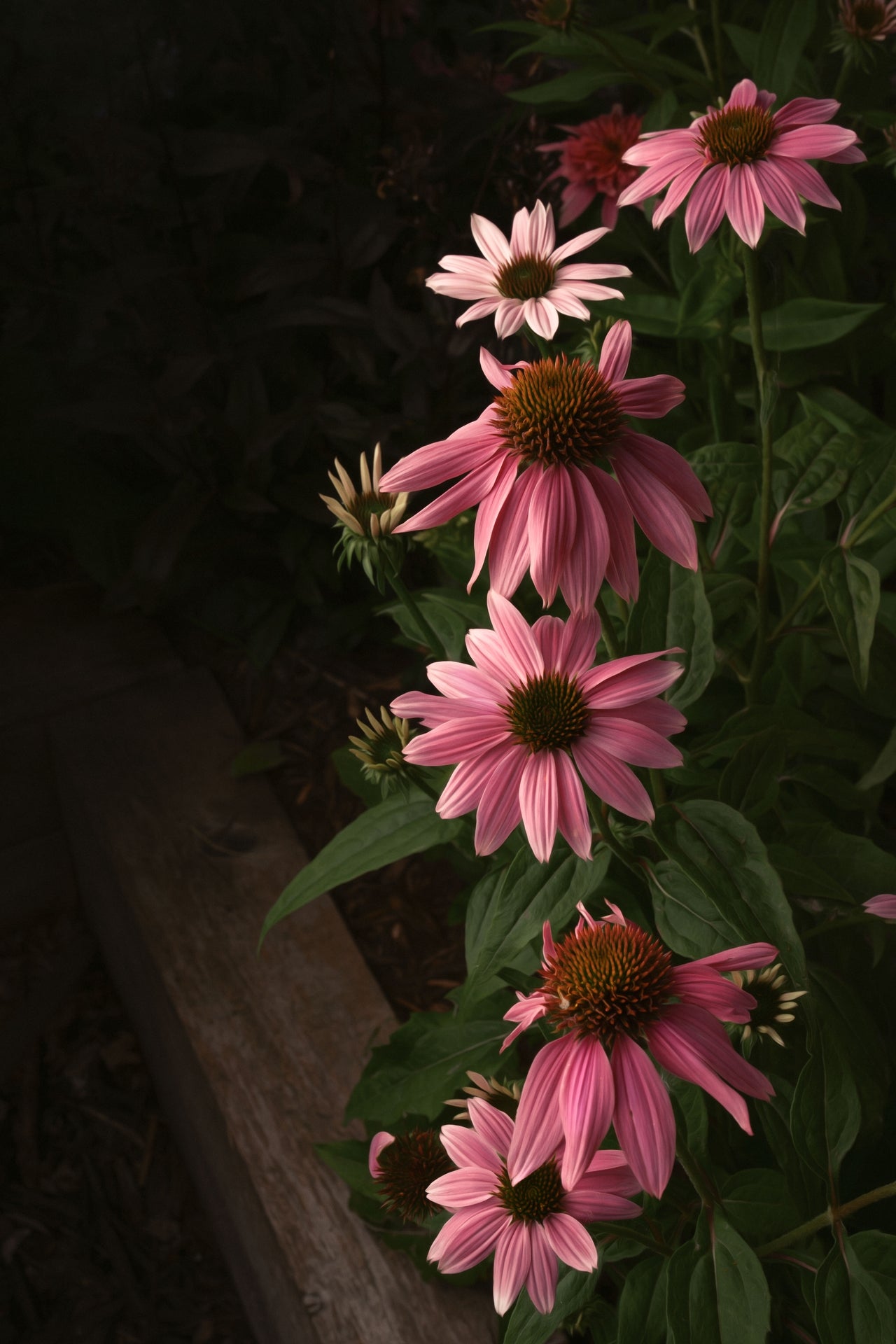Pink Coneflowers Blooming in a Summer Garden in the Evening Light