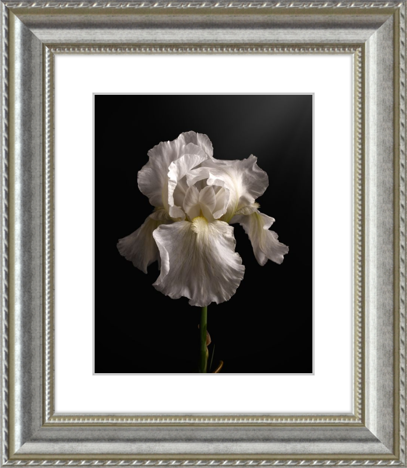 Elegant White Iris 'Immortality'