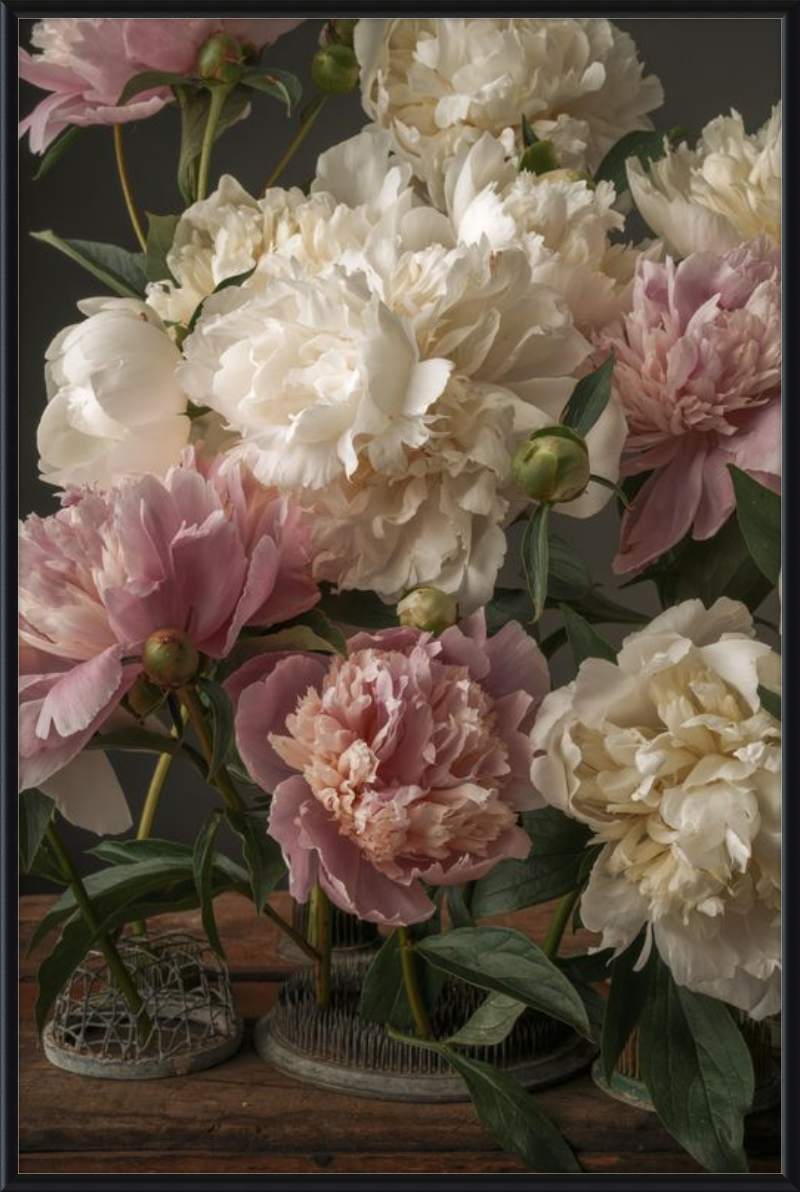 Romantic Peony Fine Art Print