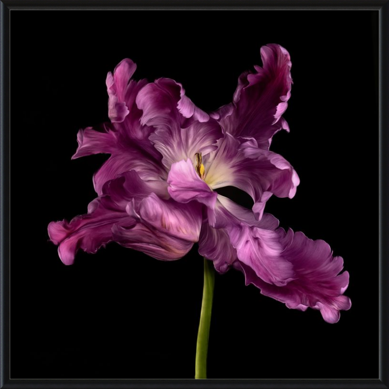 Elegant Purple Tulip Flower