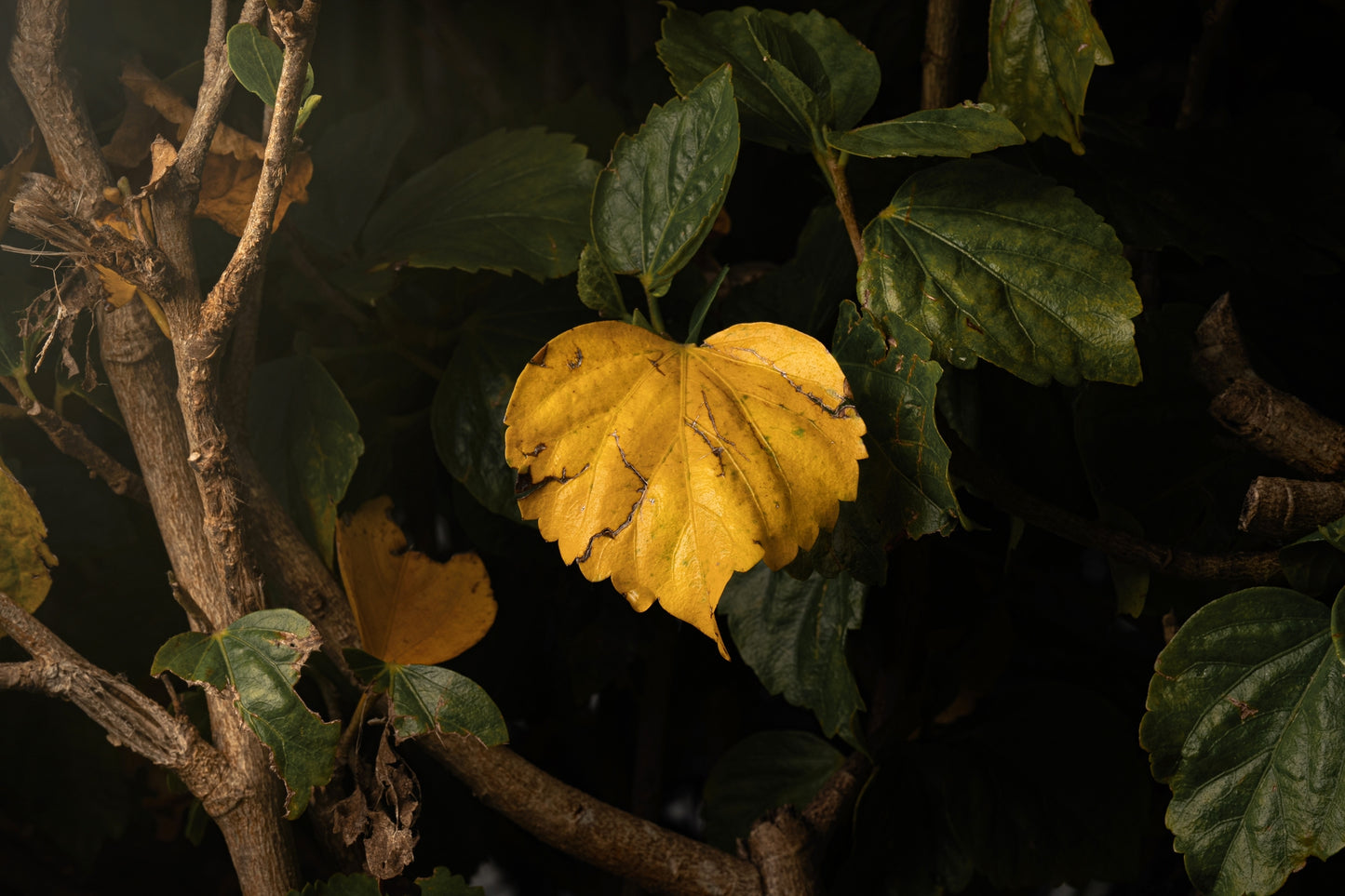Heart Leaf Unframed Print