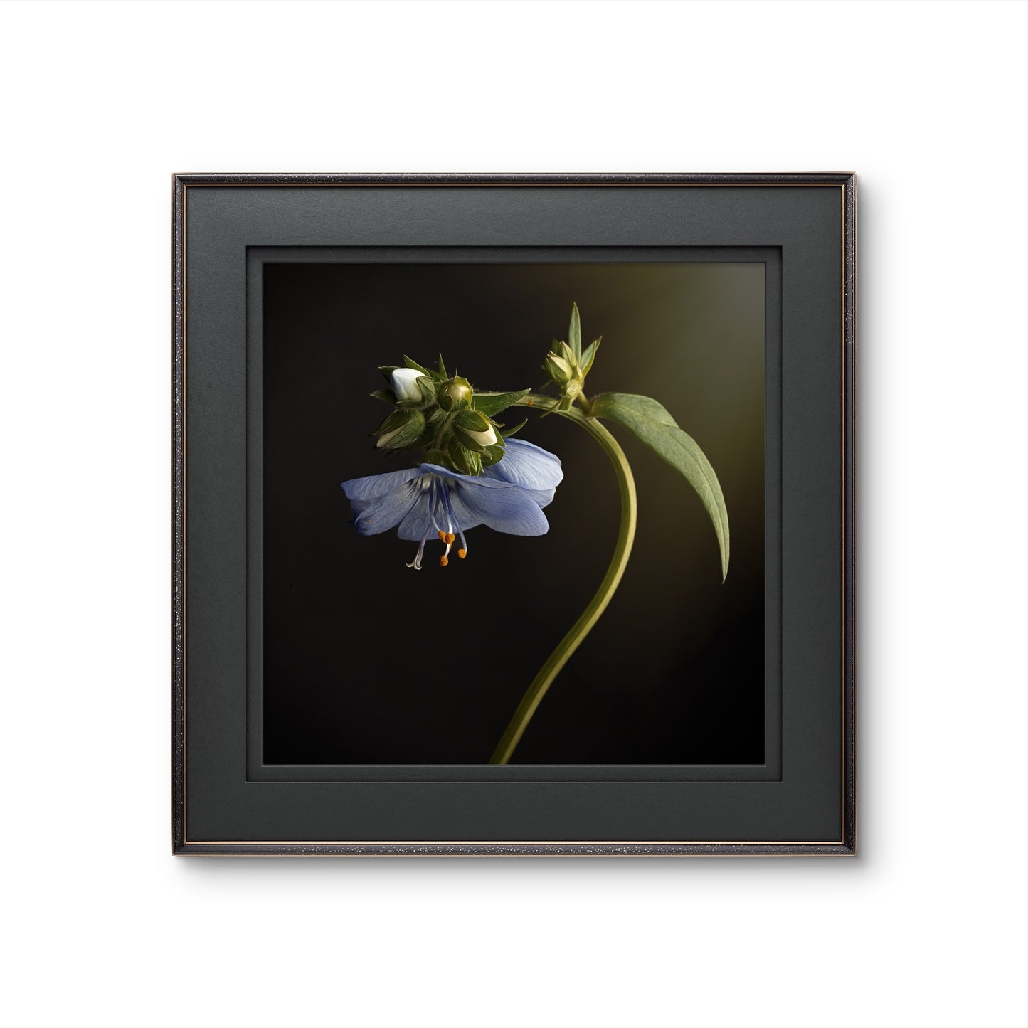 Blue Flower Nodding Flower