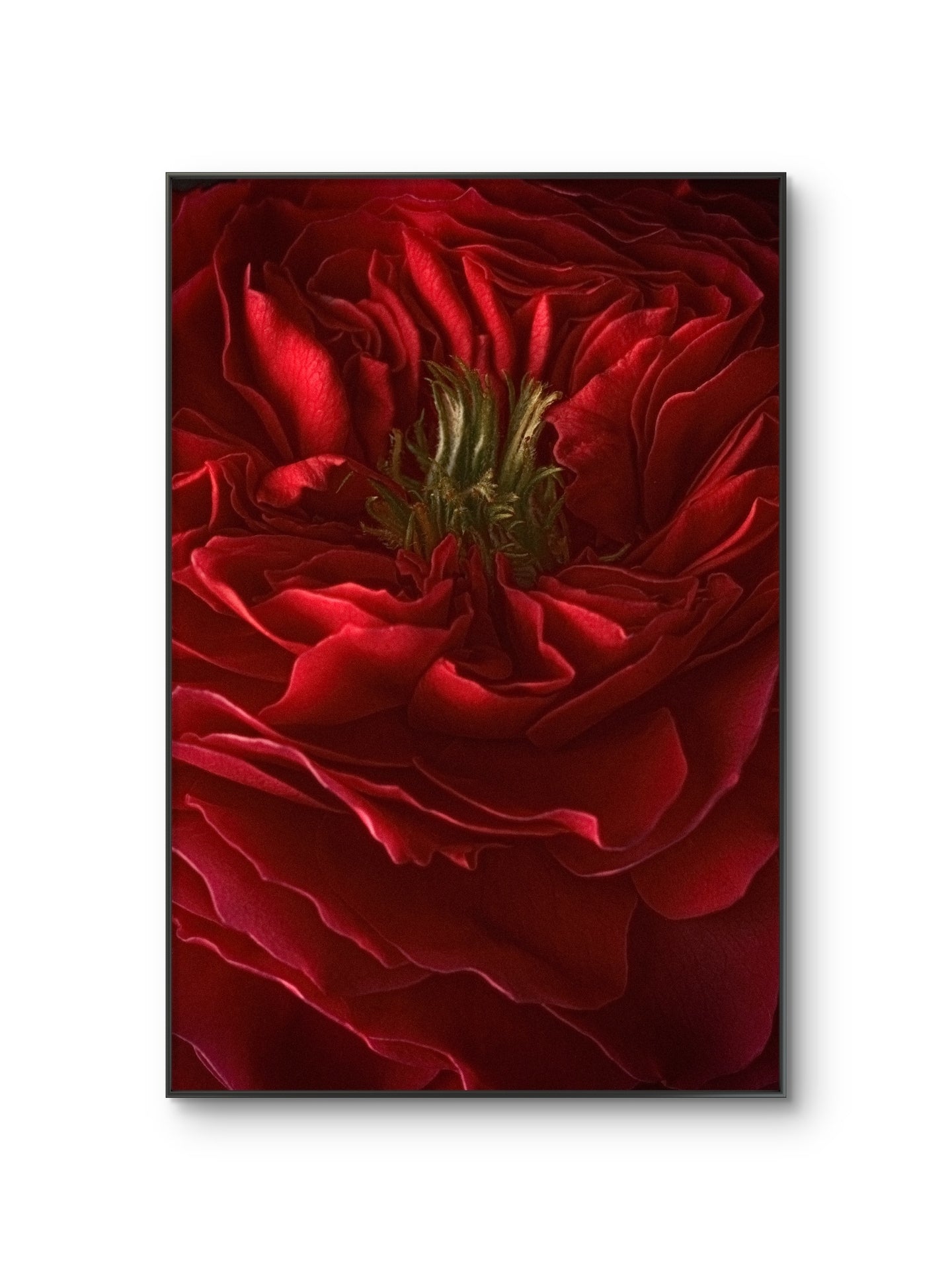 The Winter Red Rose, Dramatic Macro Red Petals Fine Art Photo, Statement Wall Art Piece, Vertical Moody
