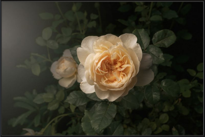 Delicate Cream Rose Blooming in a Serene Dark Green Garden Setting