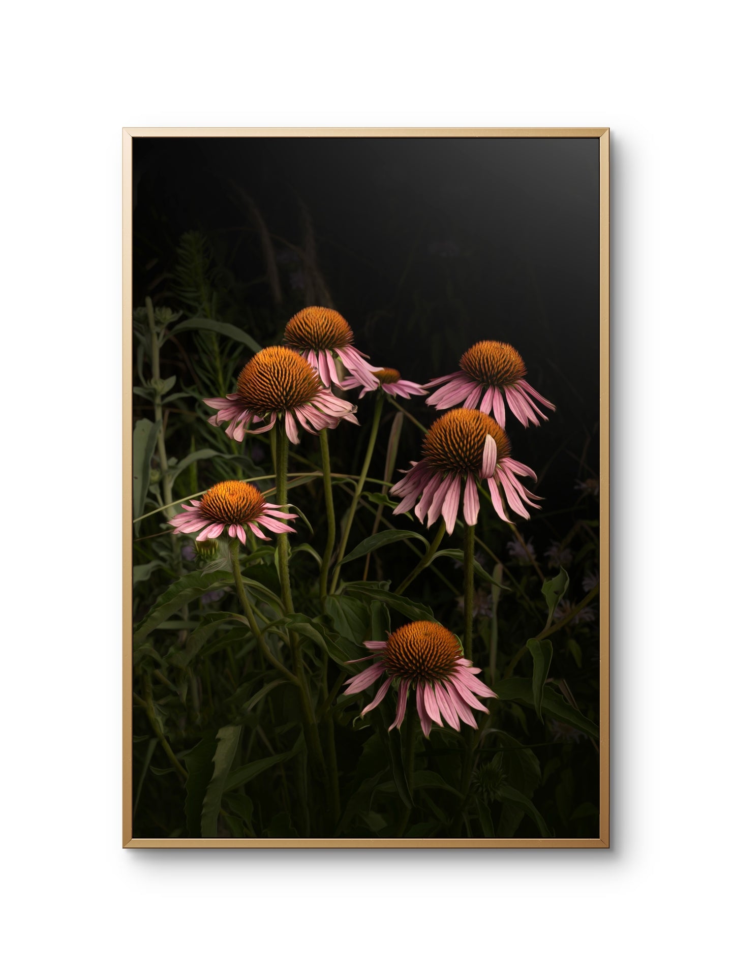 Elegant Pink Coneflowers in a Naturalistic Garden Setting 'The Wayward Petal'